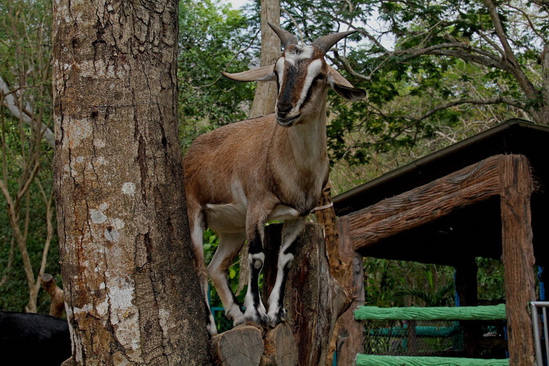 Thailand, Pattaya, Khao Kheow Open Zoo